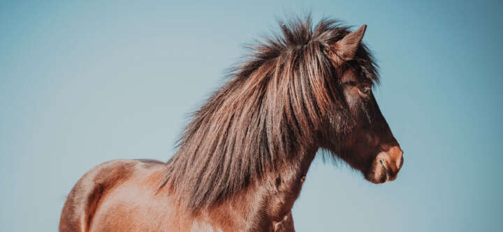 natures best spezialrassen ekzemer themen e banner